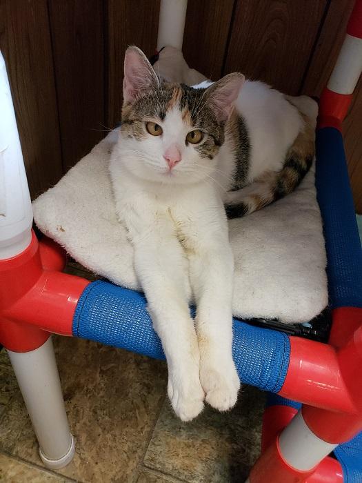 Cat 17526 Cat 17526