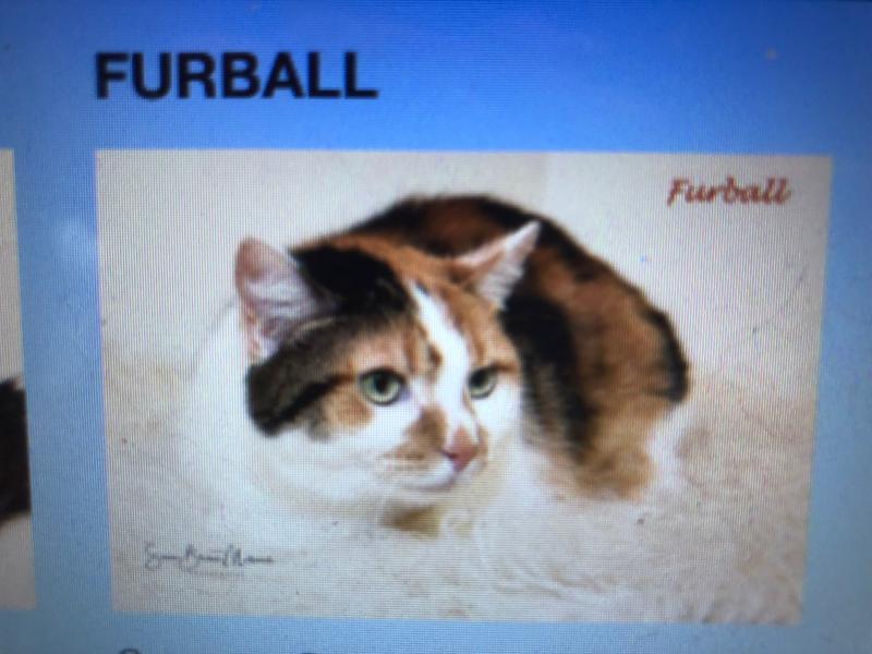 Furball