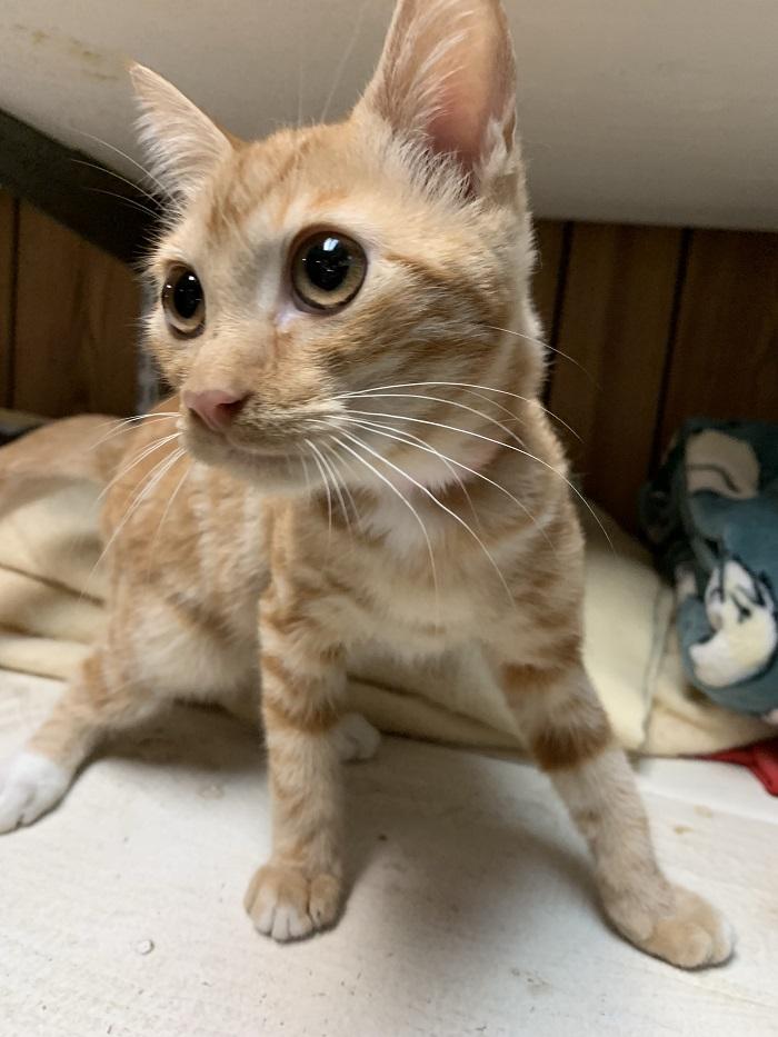 Kitten 18626 Kitten 18626