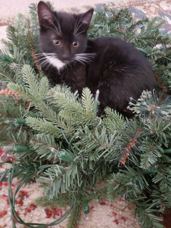 Mr. Whiskers Mr. Whiskers