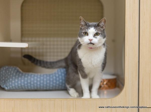 Click for full size picture - Koala Bear