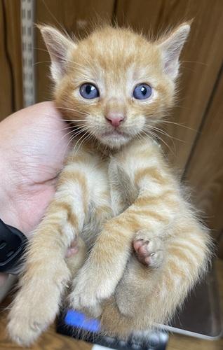 Click for full size picture - Kitten 27726 (Tigger)