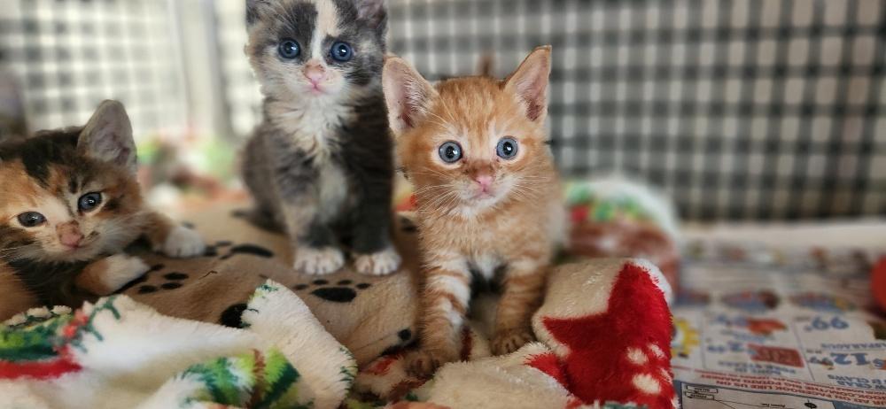 Click for full size picture - Kitten 27726 (Tigger)