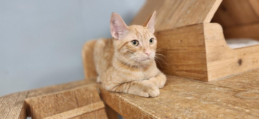 Click for full size picture - Kitten 27726 (Tigger)
