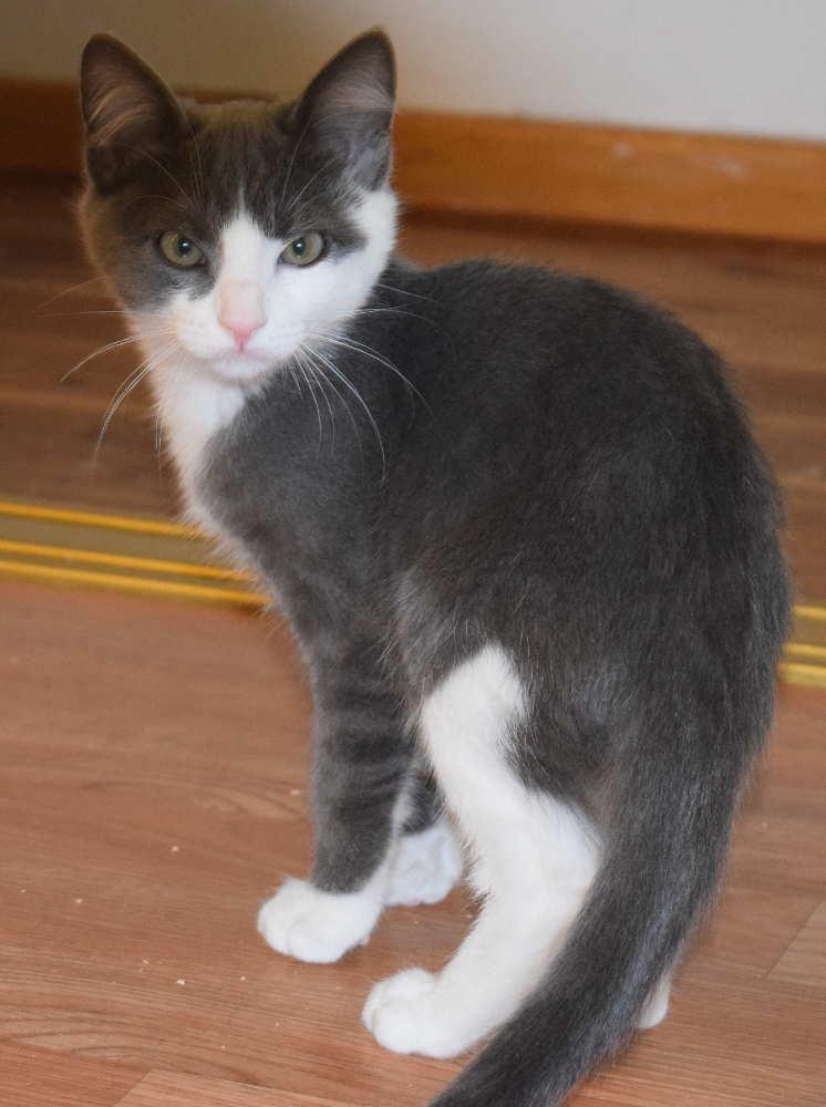Cat 16427 (Fletcher)