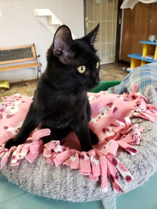 Kitten 17927 (Dean) Kitten 17927 (Dean)
