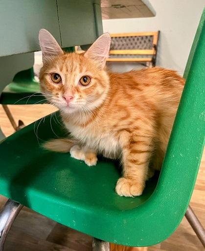 Kitten 24527 (Chandler) Kitten 24527 (Chandler)