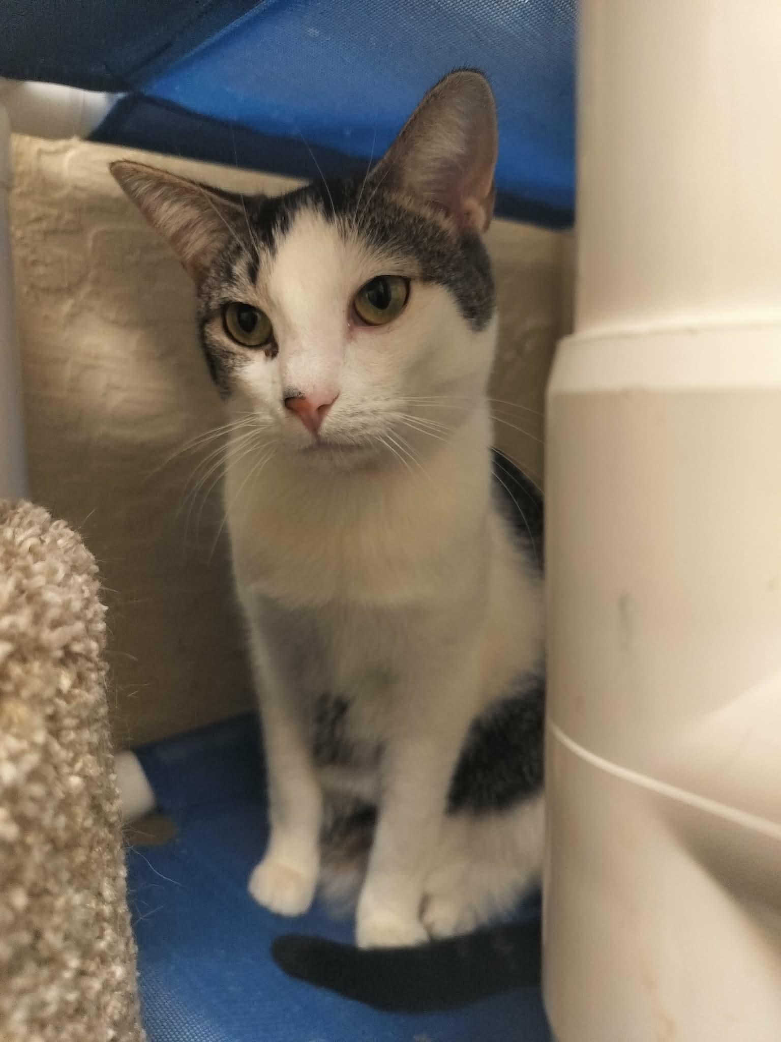 Click for full size picture - Tinker