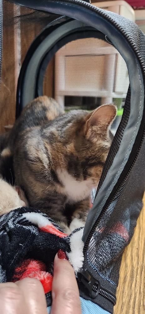 Click for full size picture - Mom Cat 27627 (Lemonade)
