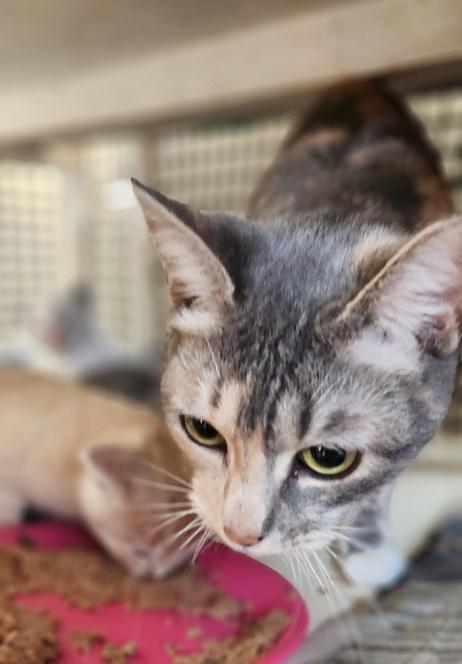 Click for full size picture - Mom Cat 27627 (Lemonade)
