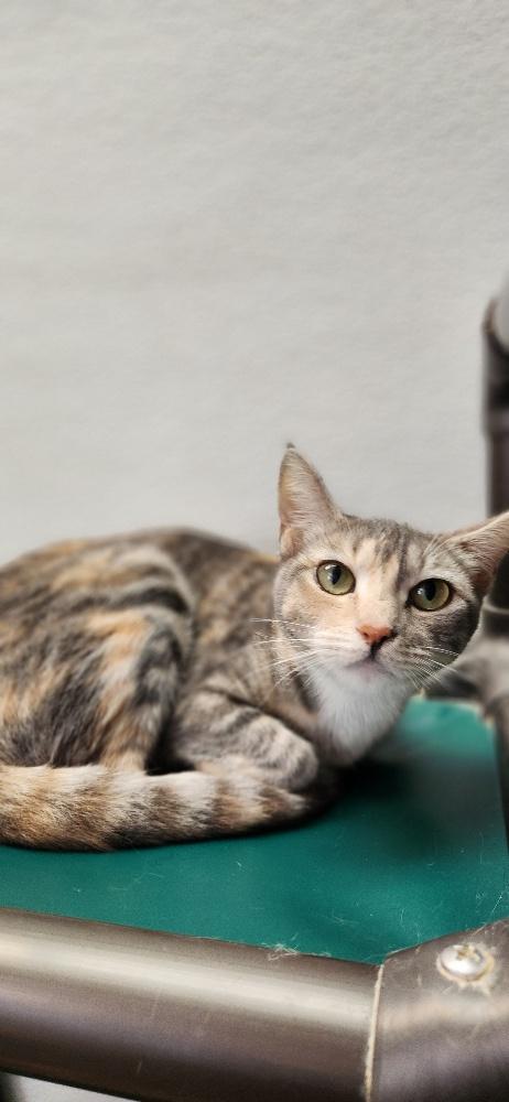 Click for full size picture - Mom Cat 27627 (Lemonade)