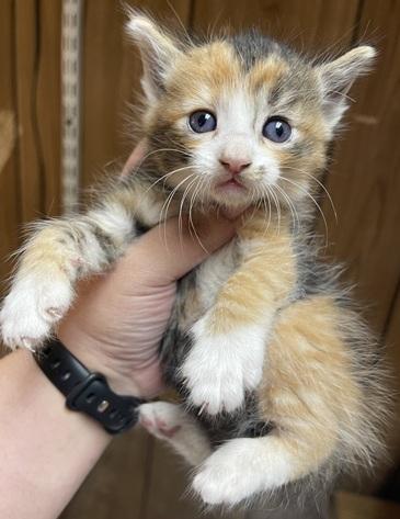 Click for full size picture - Kitten 27727 (Marilyn Monroe)
