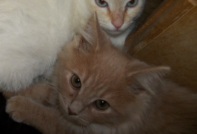 kitten 4228