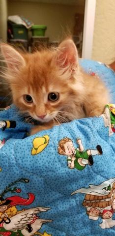 Rufus Rufus