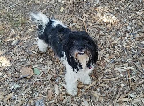 Dog 17728 (Elizabeth/Lizzy) Dog 17728 (Elizabeth/Lizzy)