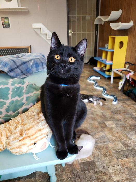 Kitten 17928 (Sam) Kitten 17928 (Sam)