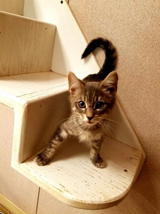 Kitten 18628 Kitten 18628
