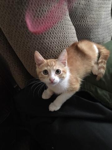 Ginger snap Ginger snap