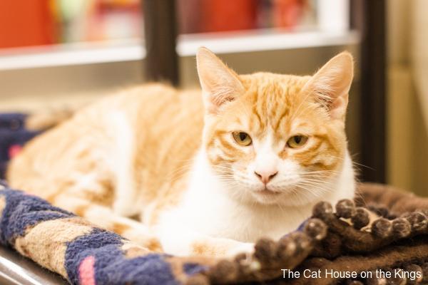 Ginger Snap Ginger Snap