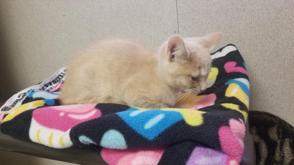 Kitten 18928 Kitten 18928