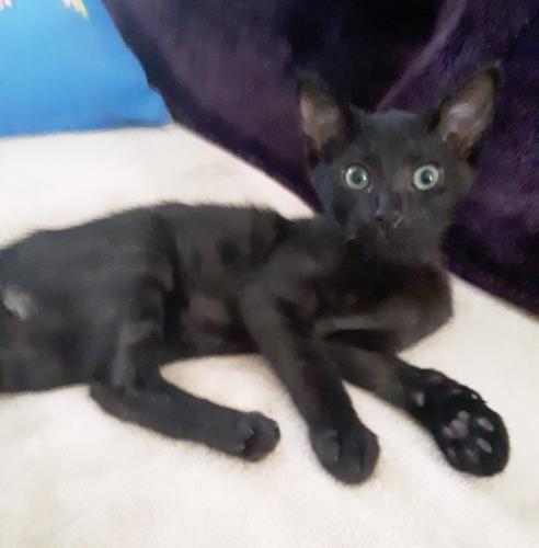 Onyx Onyx