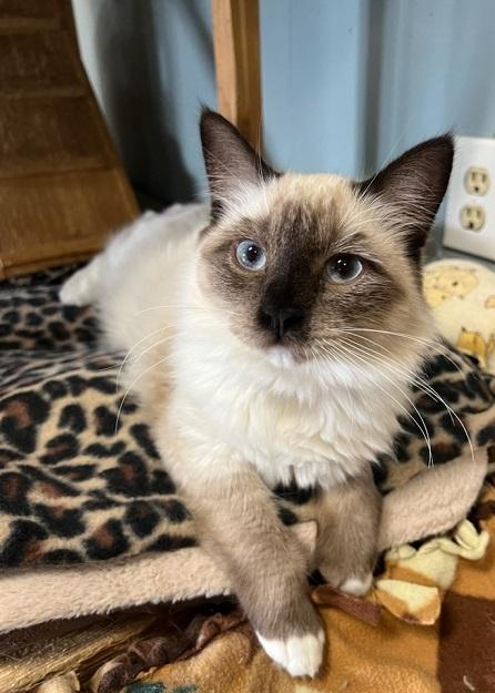 Cat 23828 Duchess Cat 23828 Duchess