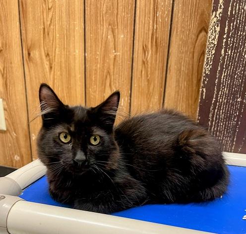 Kitten 24428 (Alura) Kitten 24428 (Alura)