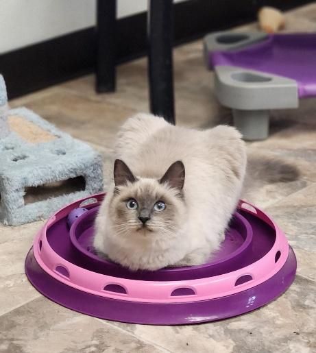 Cat 274289 (Priscilla)