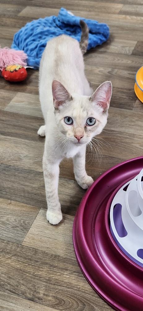 Kitten 27628 (Alice)