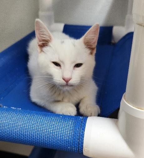 Kitten 28128 (Dash)