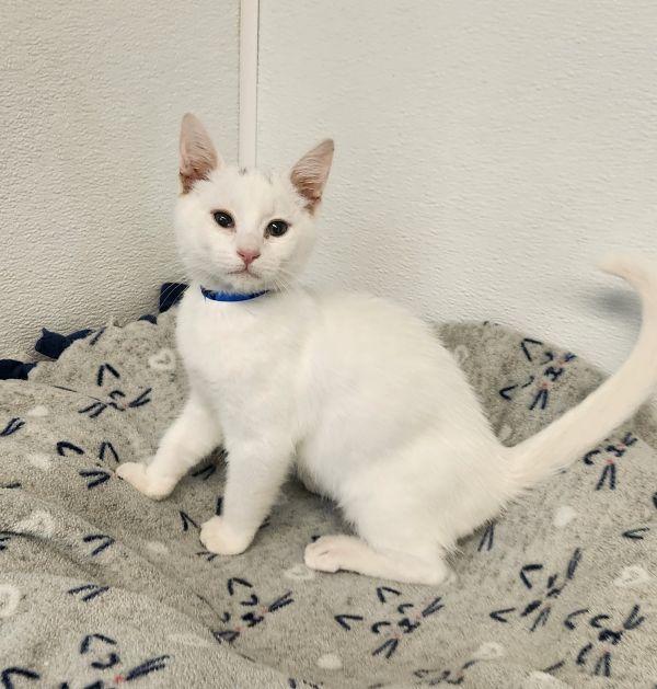 Kitten 28128 (Dash)