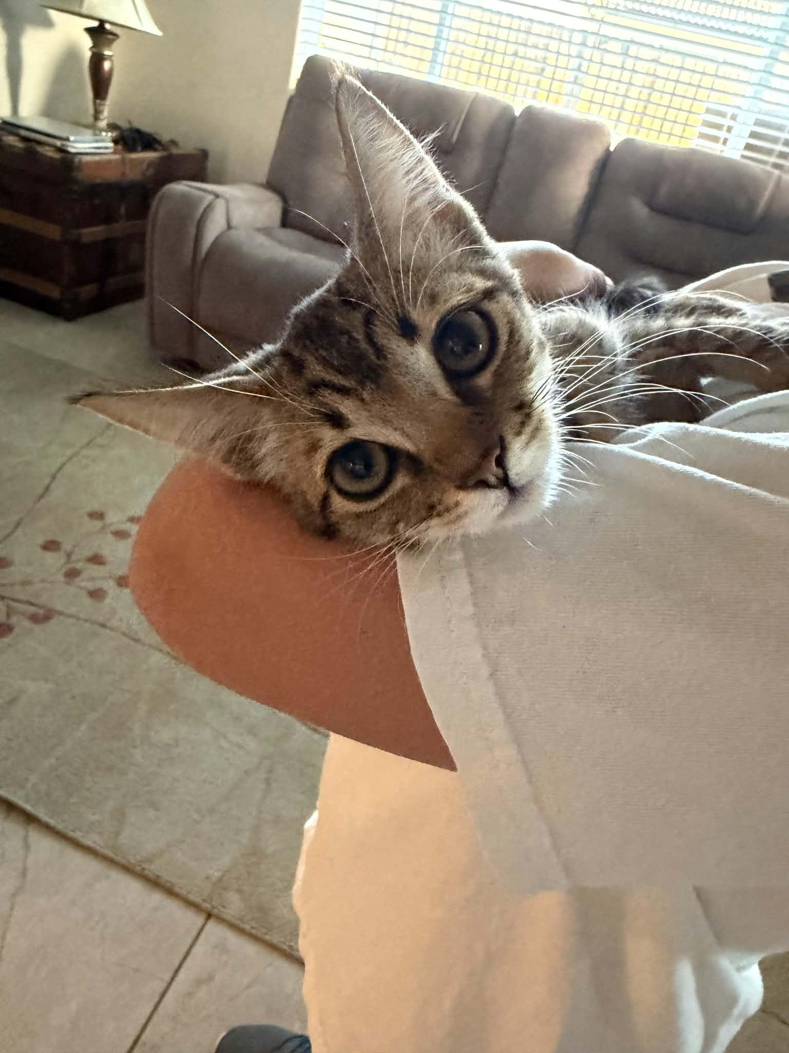 Click for full size picture - Chaupo