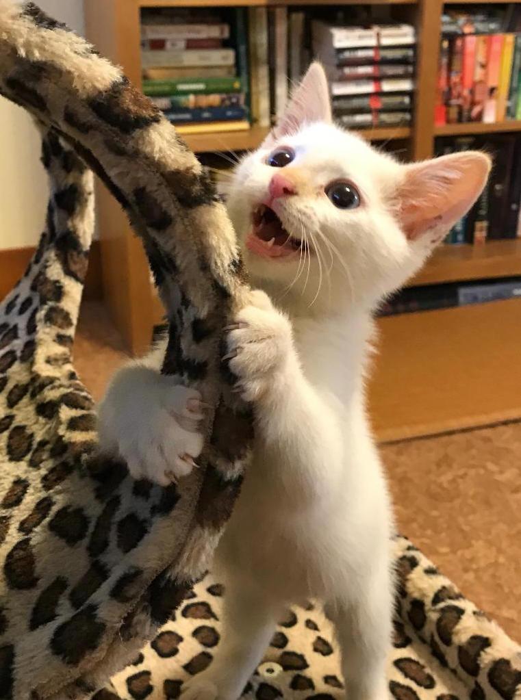 BRIENNE BRIENNE