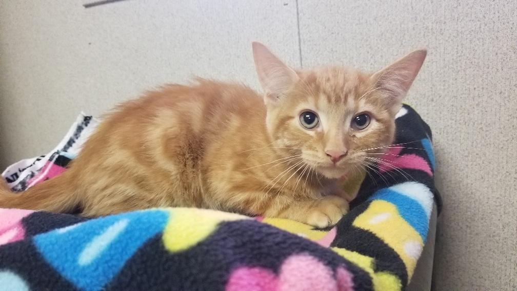 Kitten 18929 Kitten 18929