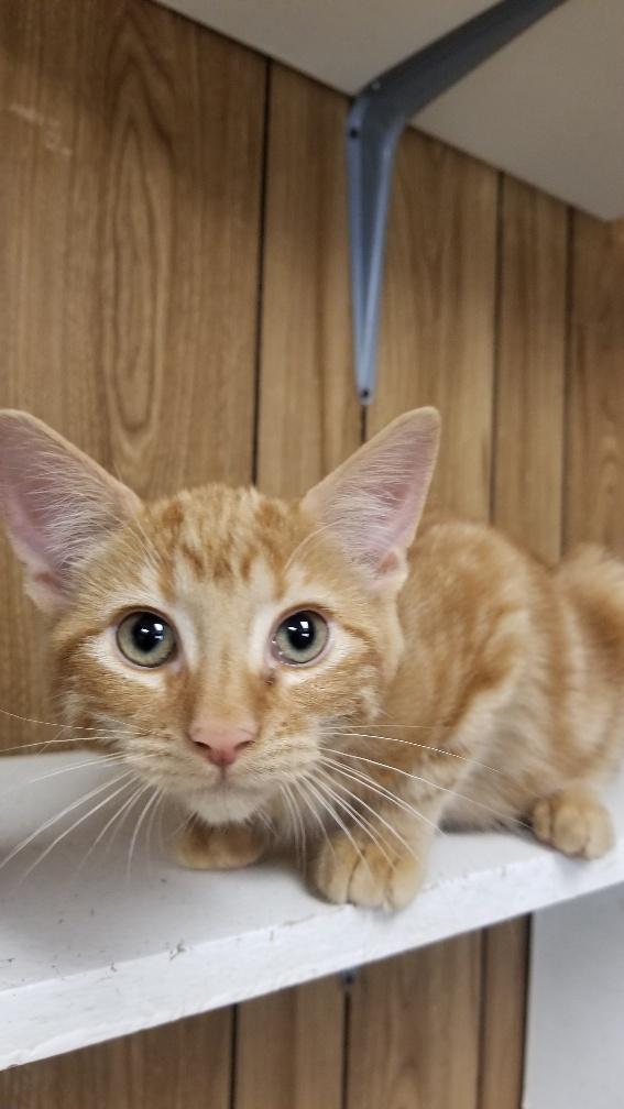 Kitten 18929 Kitten 18929