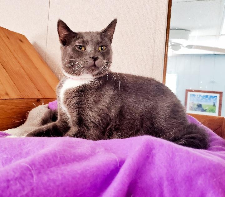 Cat 22529 (Gigi) Cat 22529 (Gigi)