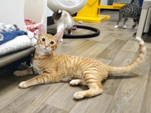 Kitten 22729 (Herbert) Kitten 22729 (Herbert)