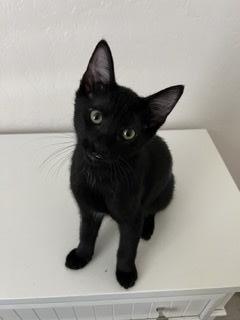 Binx Binx