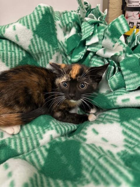 Lyra Lyra