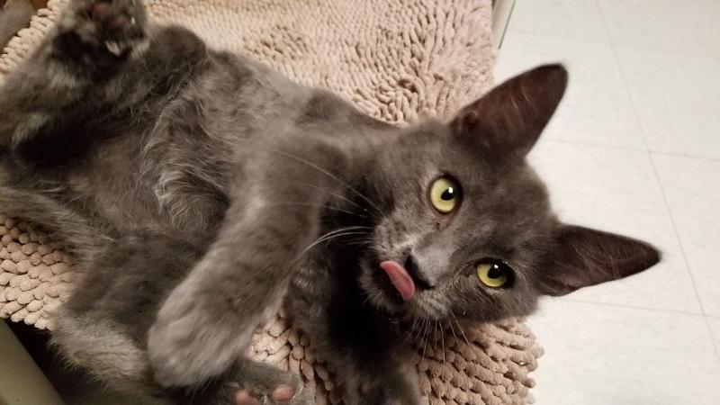Kitten 17330 (Scruffy) Kitten 17330 (Scruffy)