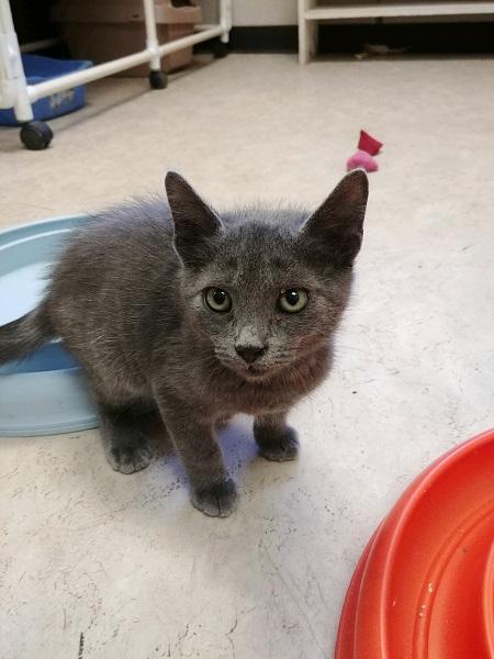 Kitten 17530 Kitten 17530