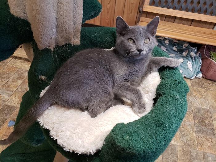 Kitten 17530 Kitten 17530