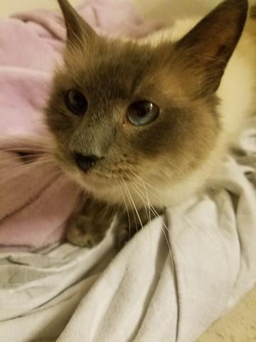 Cat 18330 (Sheba) Cat 18330 (Sheba)