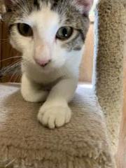 Kitten 18530 (Houdini) Kitten 18530 (Houdini)