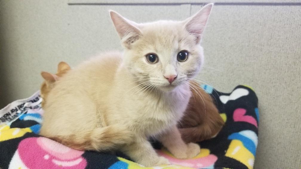Kitten 18930 Kitten 18930