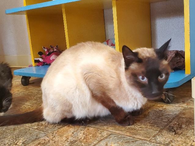 Cat 21230 (Grim) Cat 21230 (Grim)