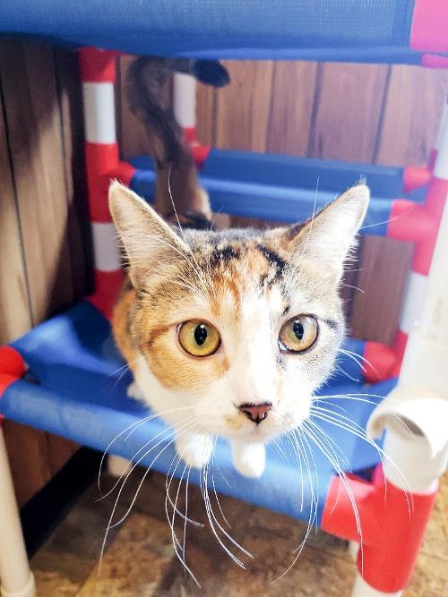 Cat 21930 (Zinnia) Cat 21930 (Zinnia)