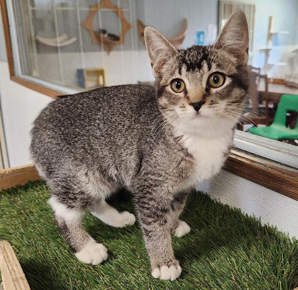 Kitten 27530 (Tinker)