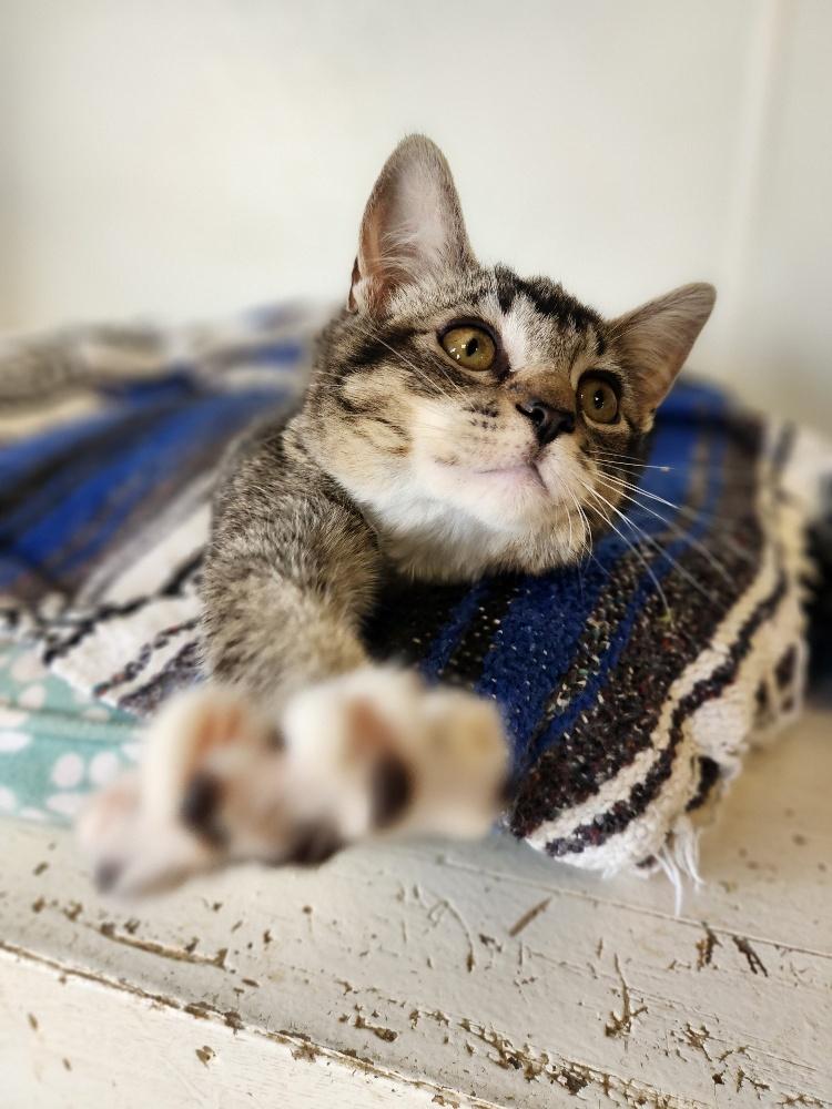 Kitten 27530 (Tinker)