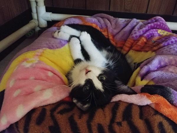 Kitten 17431 Kitten 17431